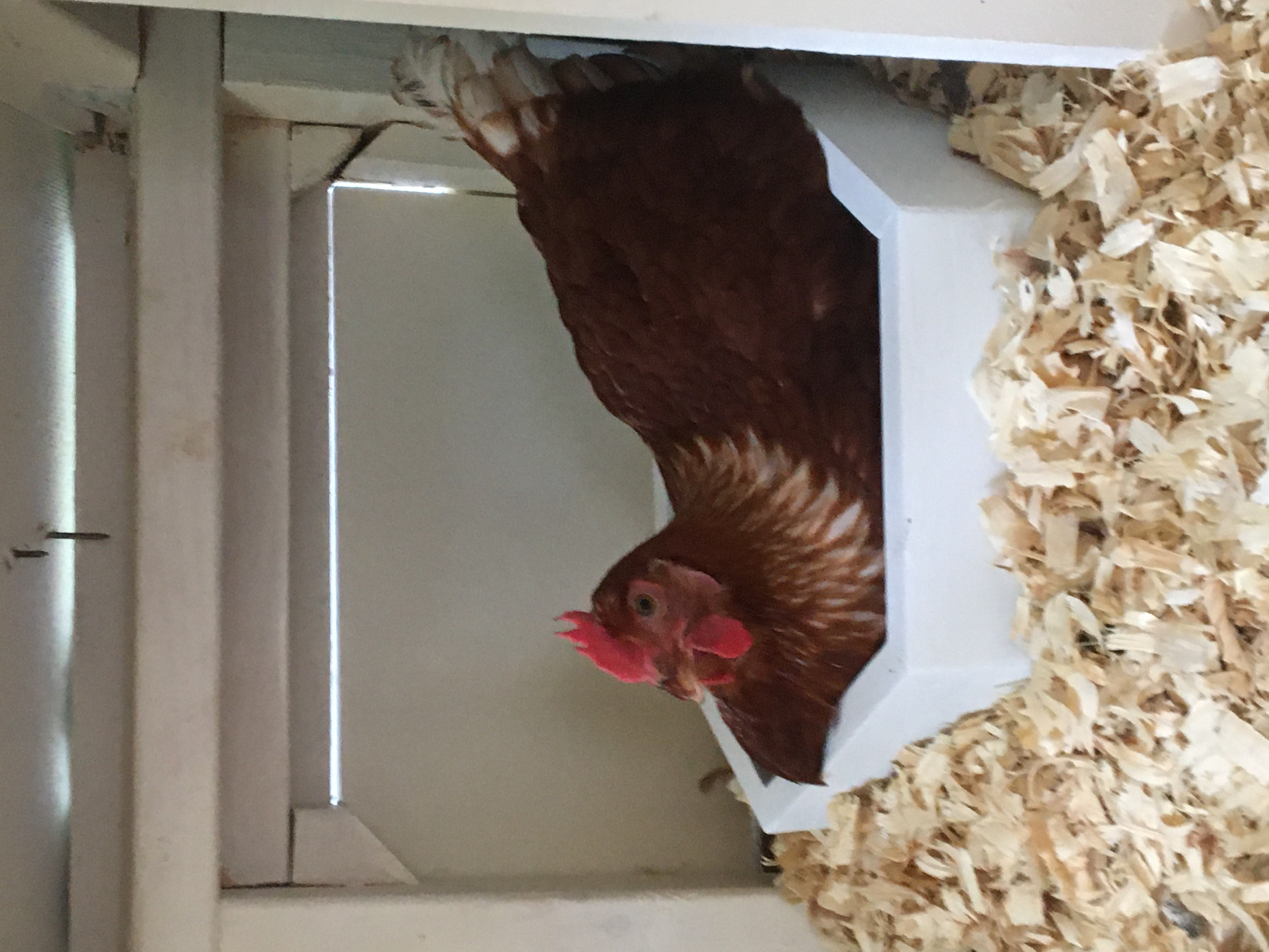 City Chicken Coop Nesting box